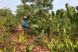 Doanh nghiệp cà phê: Khó khăn chồng chất