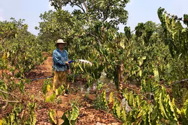 Doanh nghiệp cà phê: Khó khăn chồng chất