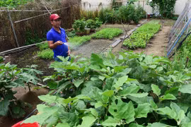 Xanh thêm những khu vườn trong phố