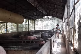 Sau dịch tả lợn Châu Phi: Nông dân gặp nhiều khó khăn khi tái đàn