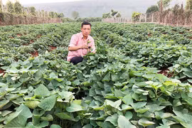 Trồng xen cây ngắn ngày trong vườn cao su tái canh tại Gia Lai: Lợi ích kép