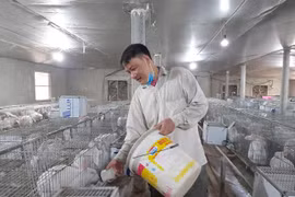 Trai làng nuôi thỏ New Zealand, cứ nuôi lớn, bán đã có người lo