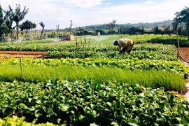 Đồng lòng vượt qua đại dịch-Kỳ 1: Nỗ lực duy trì nguồn thu