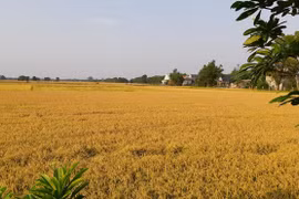 Có hay không lợi ích nhóm trong xuất khẩu gạo?