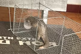 Cứu hộ 2 cá thể động vật quý hiếm gồm tê tê Java và voọc chà vá