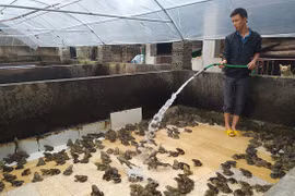 Nuôi đàn ếch nhảy chồm chộp trong chuồng mà có của ăn của để