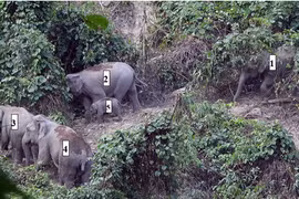 Vào mái nhà voi rừng