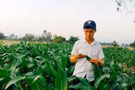 Trồng bắp thu nhập trăm triệu mỗi năm