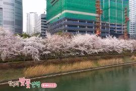 Hàn Quốc: Hoa anh đào nở lộng lẫy ven hồ Seokchon