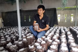 "Vua nấm" 8X mơ làm giàu từ nấm quý