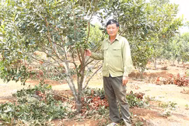 Cây mắc ca bén đất Hải Yang