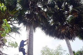 "Lên trời" lấy mật cho đời, ở Việt Nam chỉ ở đây mới có nghề này