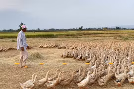 Nuôi vịt chạy đồng tiết kiệm chi phí