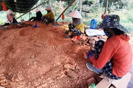 'Chuyên gia trùng tu' chân đất