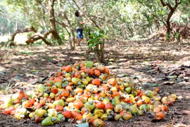 Ngành điều có thể mất 1 tỷ USD do dịch Covid-19