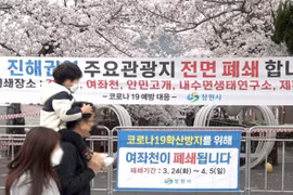 Lo ngại COVID-19, Hàn Quốc hủy Lễ hội hoa anh đào hồ Seokchon