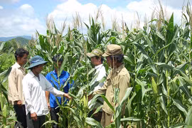 Gia Lai: Chủ động phòng trừ sâu bệnh trên cây trồng