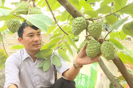 Trồng thứ na ra trái lạ, thương lái cứ hỏi đã chín chưa