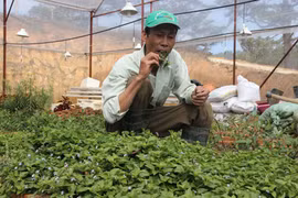 Trồng 100m2 rau rừng vốn mọc dại, thu hơn 40 triệu đồng 1 năm