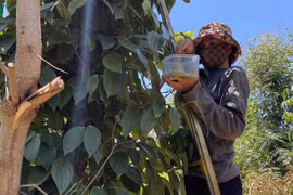 Tây Nguyên: Săn "tôm rừng" đặc sản kiếm tiền triệu mỗi ngày ngon ơ