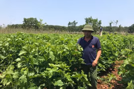 Liên kết sản xuất, tiêu thụ dâu tằm: Hướng đi bền vững