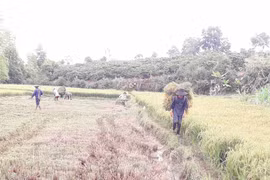 Ra đồng mùa dịch