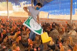 Nuôi gà trên đệm lót sinh học cho thu nhập cao