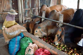 Làm giàu nhờ mô hình chăn nuôi gia súc