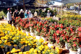 Thông báo khẩn về những ai liên quan đến Chợ hoa Mê Linh