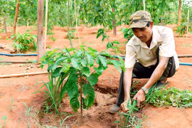 Mưa lớn "giải hạn" cho cây trồng trên địa bàn Gia Lai