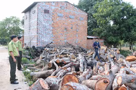 Ia Pa ngăn chặn dùng củi rừng sấy thuốc lá