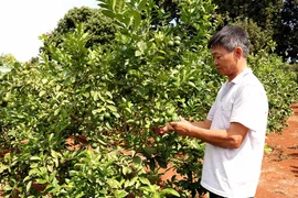 Giàu lên nhờ cây ăn quả và rau xanh