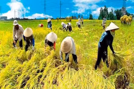 NÓNG: Bộ Công Thương đề nghị bỏ hạn ngạch XK gạo trong tháng 5