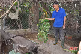 Nuôi thứ lợn ăn tạp, mặt xấu lông rậm, chưa lớn đã có người đòi mua
