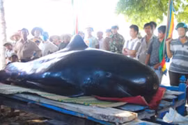 Khánh Hòa: Cá voi nặng 400 kg dạt vào bờ biển