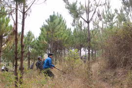 Sai phạm trong sử dụng tiền chi trả dịch vụ môi trường rừng