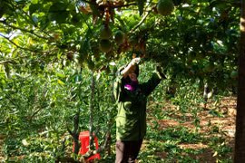 Nông nghiệp bền vững…