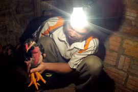 Vật nuôi mới: Cuộc chơi mạo hiểm của nhà nông