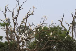 Vũ điệu trên đảo Cò