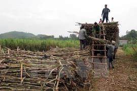 Các doanh nghiệp mía đường không tạo tâm lý khan hiếm ảo