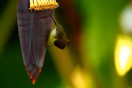 Lợi ích ít người biết của bắp chuối