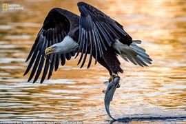 Thiên nhiên hoang dã đẹp mê hoặc trong ảnh của National Geographic