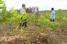 Gia Lai: Kiên quyết thu hồi đất rừng bị lấn chiếm