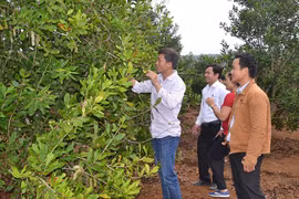 Tiếp sức cho nông dân trồng mắc ca