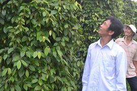 Tập trung xây dựng cây giống đầu dòng