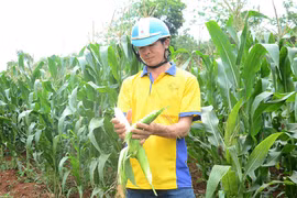 Trồng bắp nếp trên ruộng thiếu nước