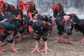 Đak Đoa: Triển khai mô hình nuôi gà Đông Tảo vườn hộ