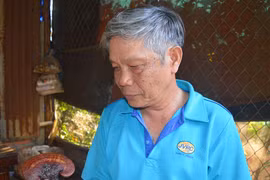 Người nuôi cấy thành công nhiều nấm linh chi quý