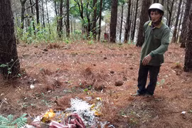 Nhiều bơm kim tiêm tại rừng thông Biển Hồ