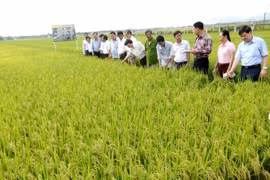 Giống lúa thuần LH12 cho năng suất, chất lượng cao